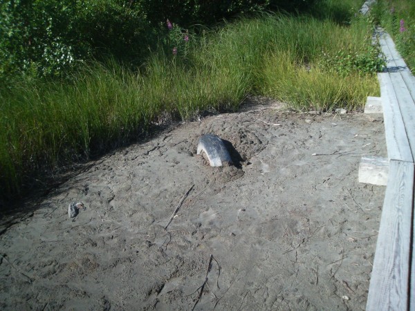 klikkaa ikkuna kiinni